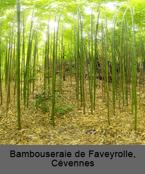 bambouseraie